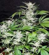 Dutch Quality Seeds White Shark