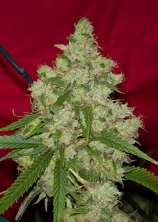 Dynasty Seeds Kali Snapple