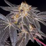 Dynasty Seeds Platinum Huckleberry Cookies