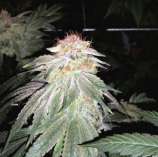 Elev8 Seeds Strawberry Snow Cone