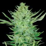 Emerald Triangle Headlights Kush Auto