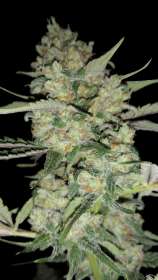 Exclusive Seeds Bank Amnesia