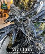 Exotic Genetix Vice City