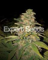 Expert Seeds Critical Blue Auto