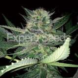 Expert Seeds Critical Lights