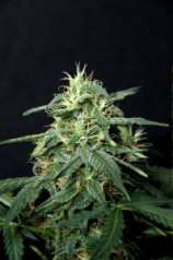 Fast & Furious Seeds Turbo Widow