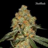 Fast Buds Company Grapefruit'matic