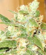 Female Seeds ICED Grapefruit