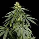 Finest Medicinal Seeds G13