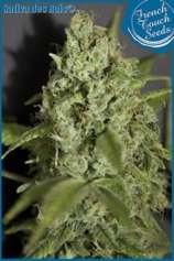 French Touch Seeds Sativa des Rois