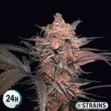 GB Strains Mimosa GB