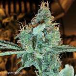 Gage Green Genetics Aloha Grape Stomper