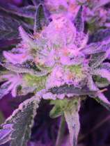 Garden Ablaze Seeds Sour Sherbert