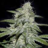 Genehtik Seeds Kritikal Bilbo CBD