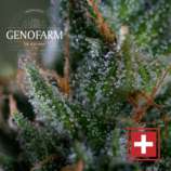 Genofarm Seeds Medicritical