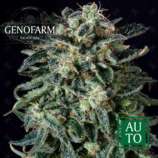 Genofarm Seeds Thunder Haze Auto