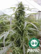 Good House Seeds Provo