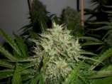 GreenLabel Seeds AK Widow 47