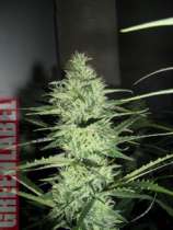 GreenLabel Seeds Ace Silver Haze