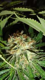 GreenLabel Seeds Everest Bud