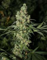 GreenLabel Seeds Killer White