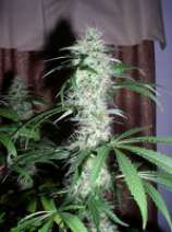 GreenMan Organic Seeds Black Lights