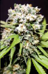 Green Factory Seeds Shuss