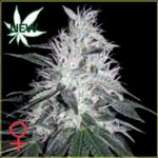 Green House Seeds Chemdog