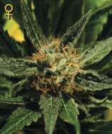 Green House Seeds Diamond Girl