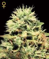 Green House Seeds Super Bud