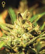 Green House Seeds Super Critical Automatic