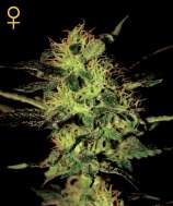 Green House Seeds Super Critical