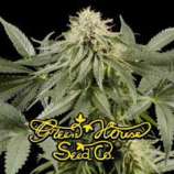 Green House Seeds White Rhino