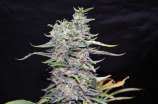 Greenbud Seeds Green Power XL