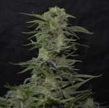 Greenbud Seeds Jawbreaker 47