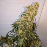 Greenpoint Seeds Dynamite Diesel