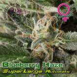 Growers Choice Superlarge Blueberry Haze Auto