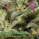 Growers Choice Superlarge White Widdow Autoflowering