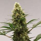 Growi Seeds Amsterdam California Orange Bud