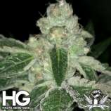 Haute Genetique V Kush