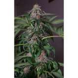 Hazeman Seeds Blue Bubba