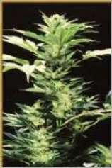 Hemcy Genetics Original Haze