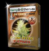 Hempbrothers Big Lights of North Automatic