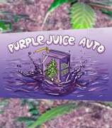 Herbies Seeds Purple Juice Auto