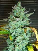 HighRise Seeds Diesel99