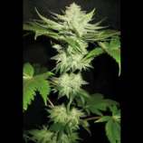 Holy Smoke Seeds Alien Fire Fruit