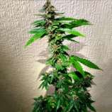 Holy Smoke Seeds Strawberry Diesel Dojo