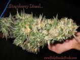 Holy Smoke Seeds Strawberry Diesel