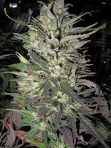 Holy Smoke Seeds Thunderbud