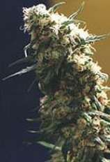 Homegrown Fantaseeds Fourway